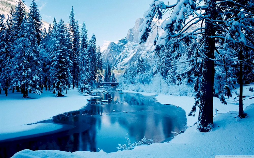 Winterwald