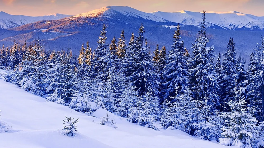 Schöner Winter