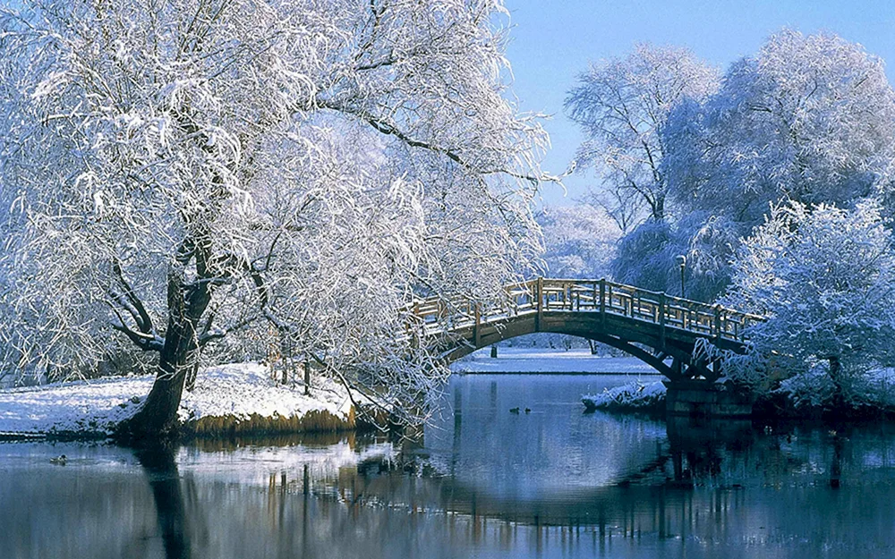 Bäume im Schnee