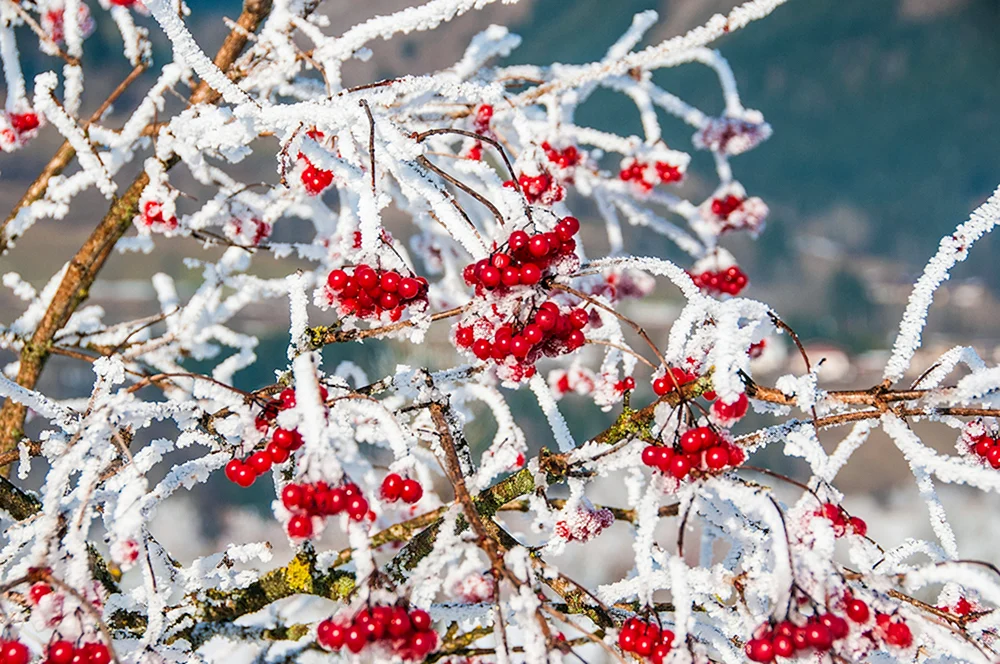 Fallender Schnee