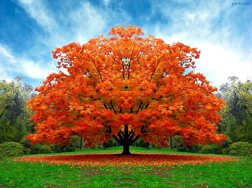 Gelber Baum