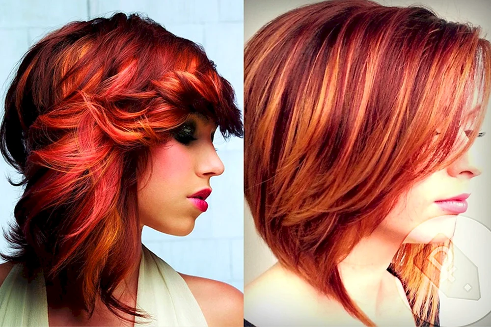 Pixie bob bob bob