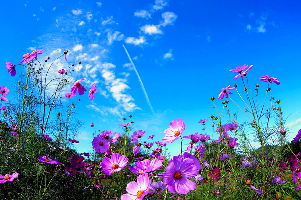Schöner Sommer
