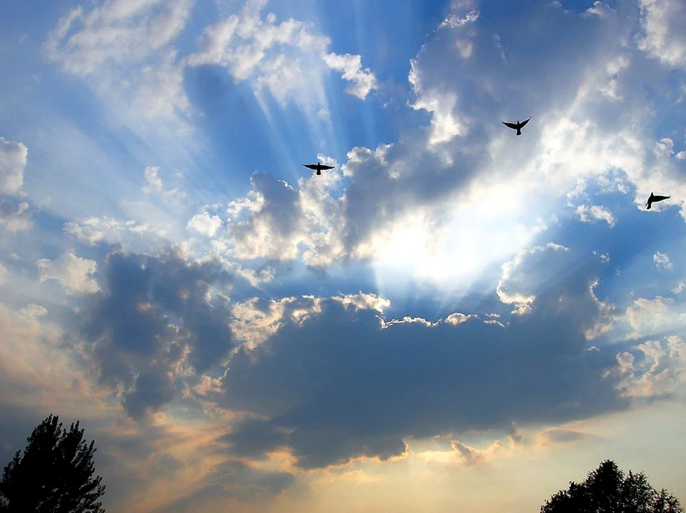 Schöner Himmel mit Vögeln