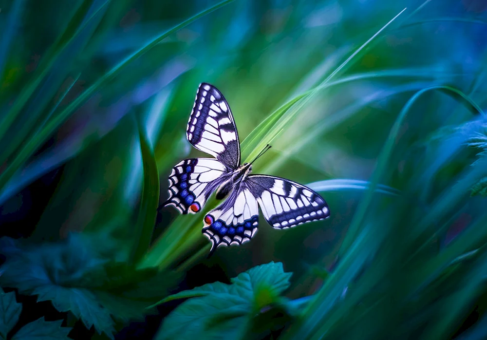 Schmetterling Blauer Morpho