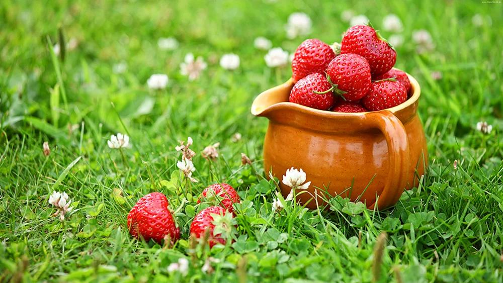 Schöne Beeren