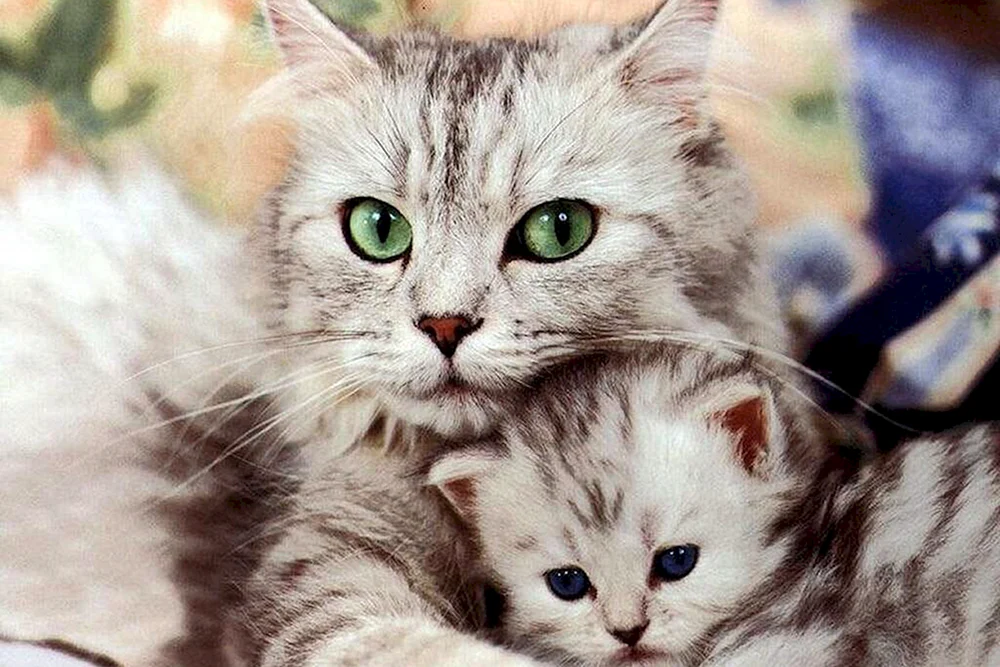 Katzenfamilie
