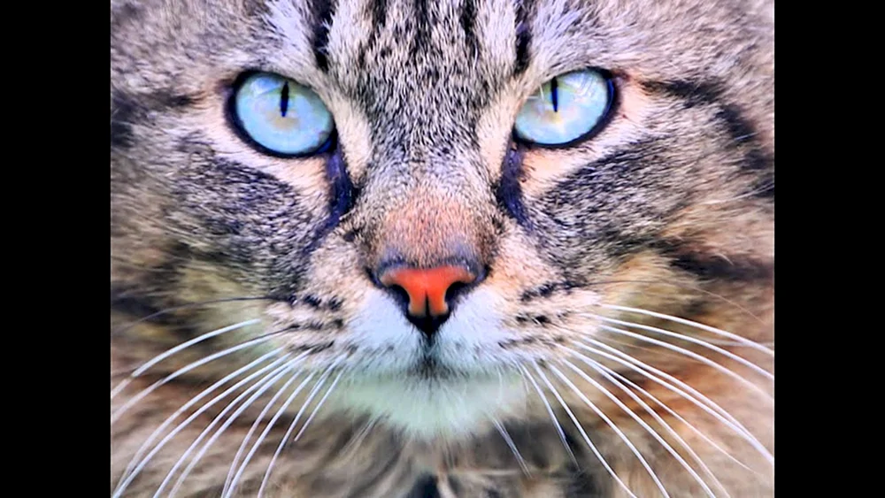 Katzengesicht