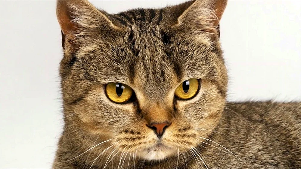 Schöne Katzen