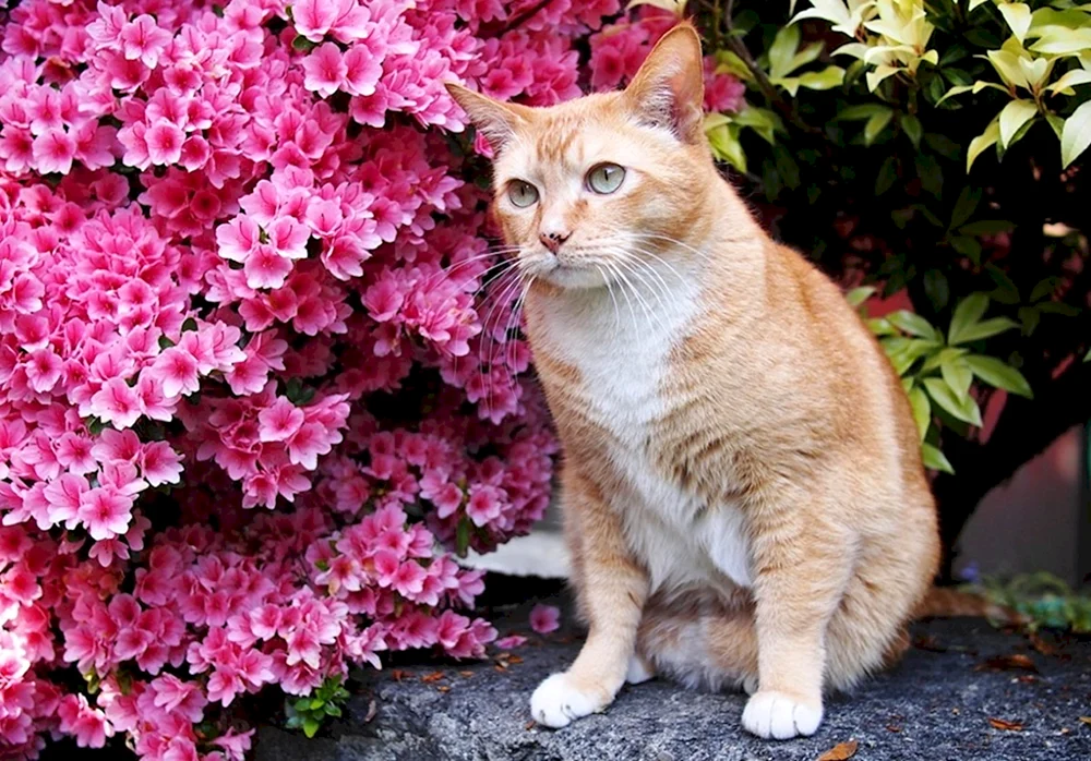 Schöne Katzen