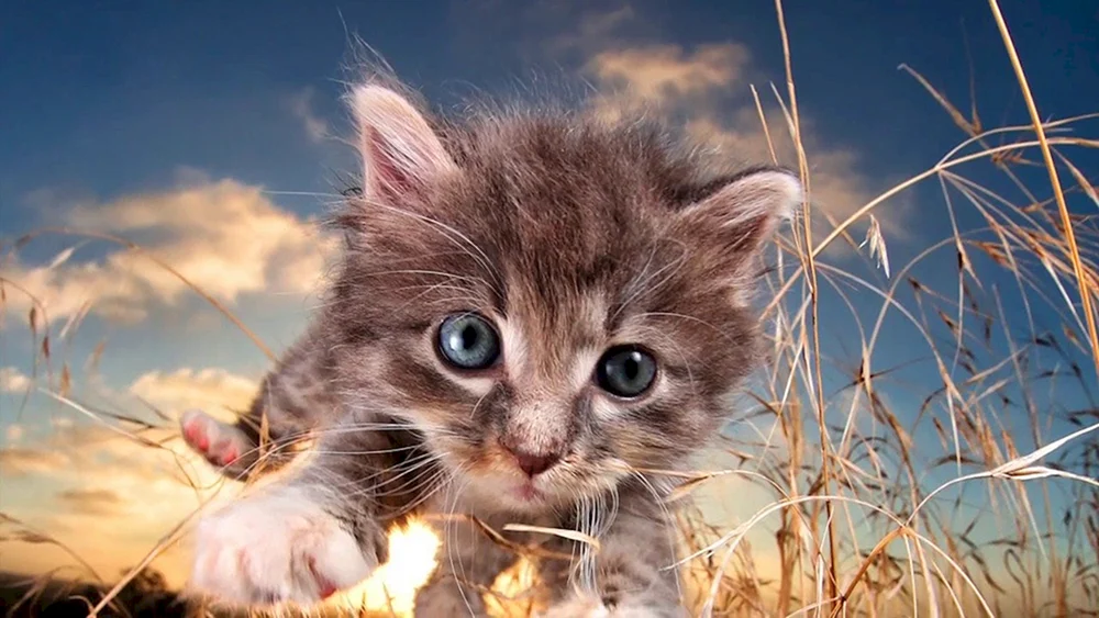 Graue flauschige Katze