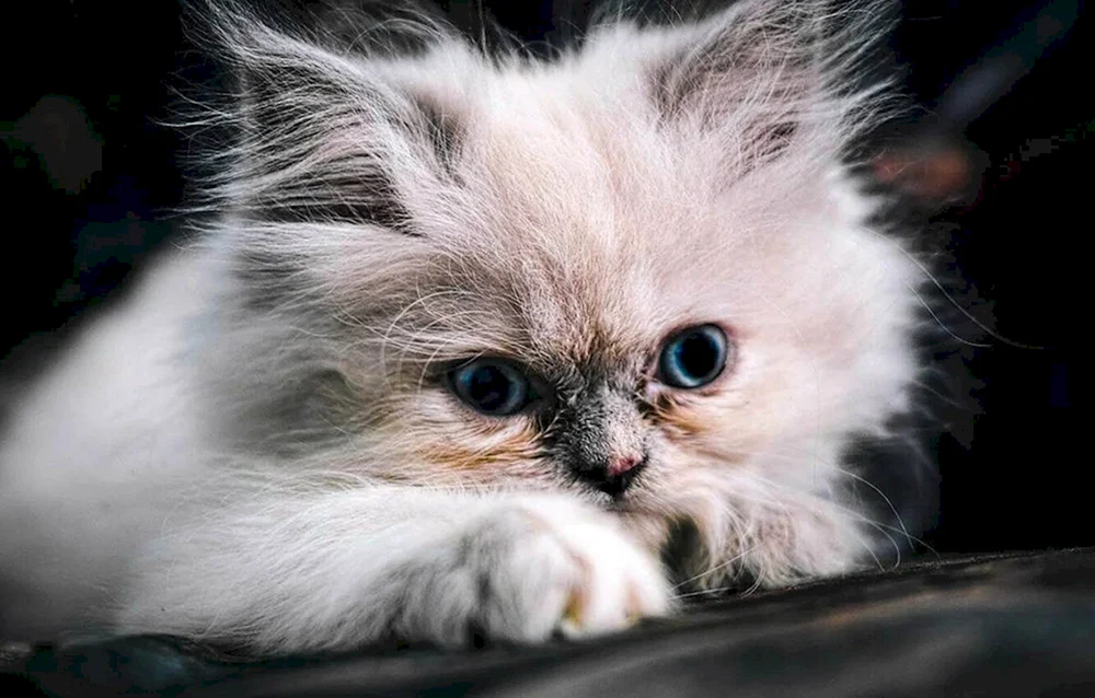 Selkirk rex