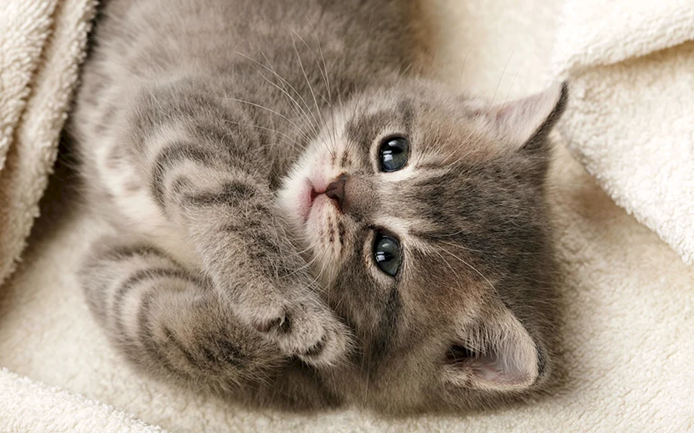 Reife Katzen