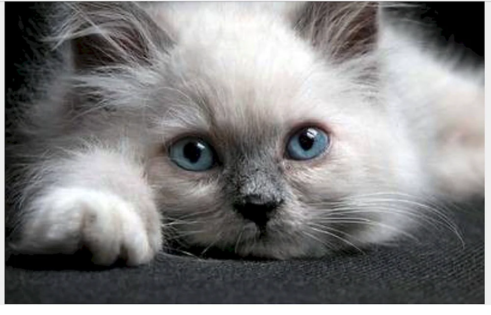 Katze langweilt sich
