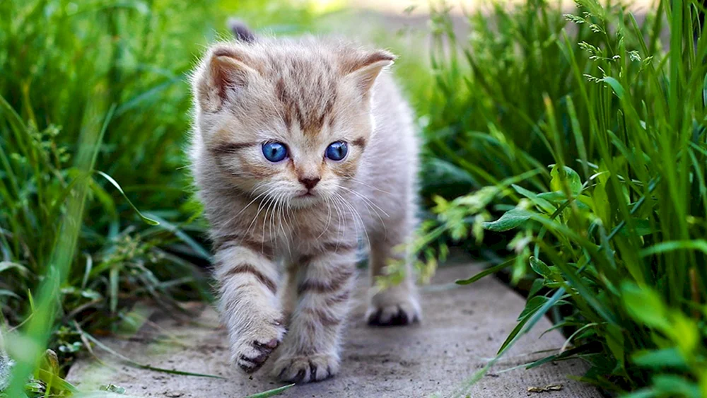 Kleine Katzen
