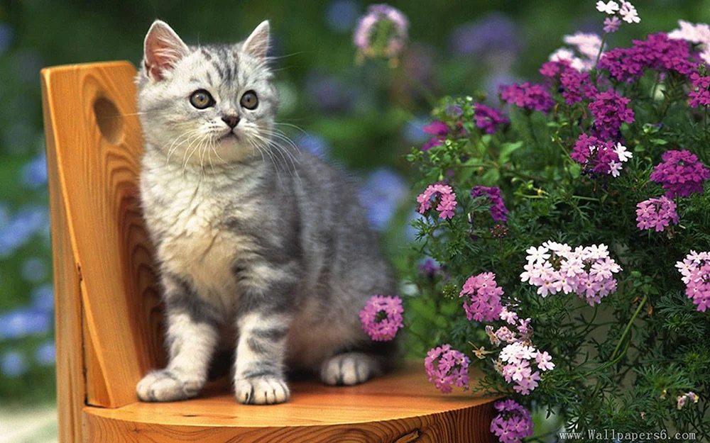 Katze in Blumen. Schöne Kätzchen