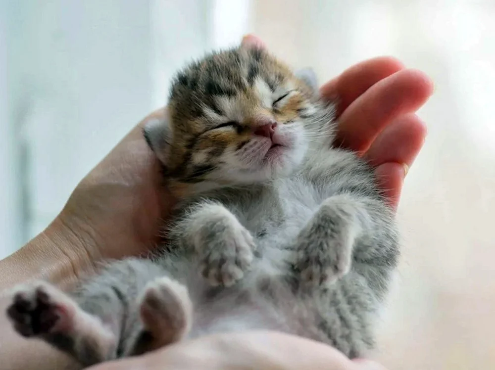 Süß im Arm Katze