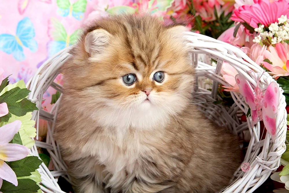Maine Coon