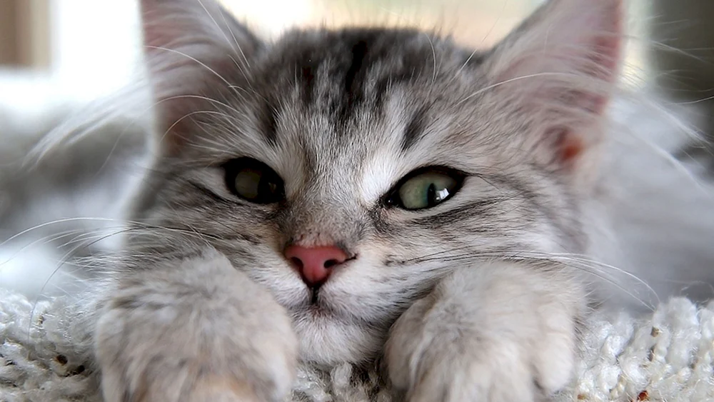 Britisch Kurzhaar Katze