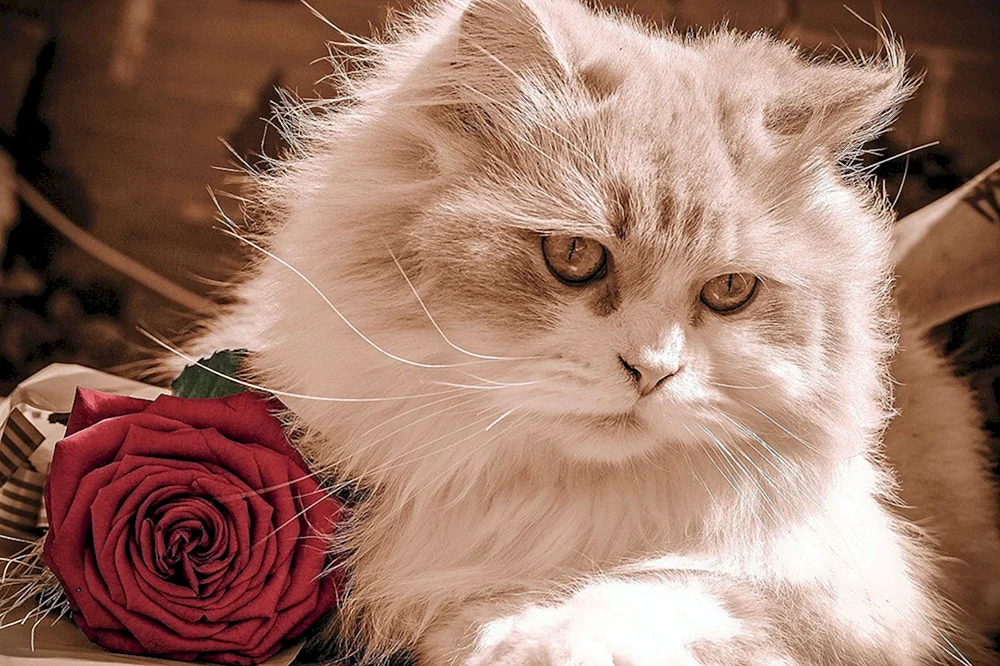 Katze mit Blumenstrauß
