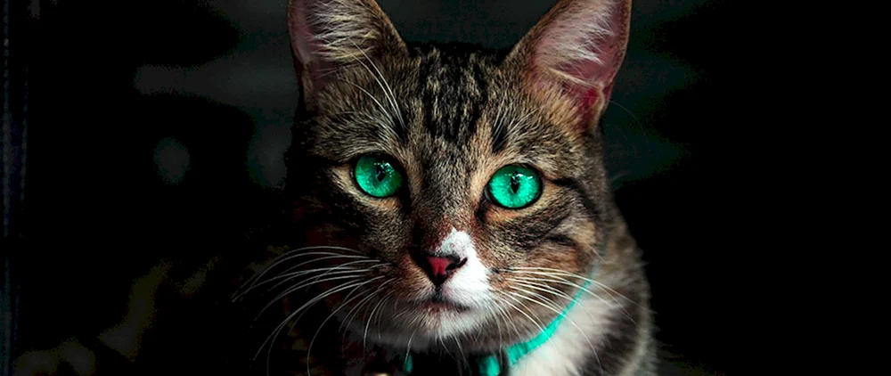 Schöne Katzen