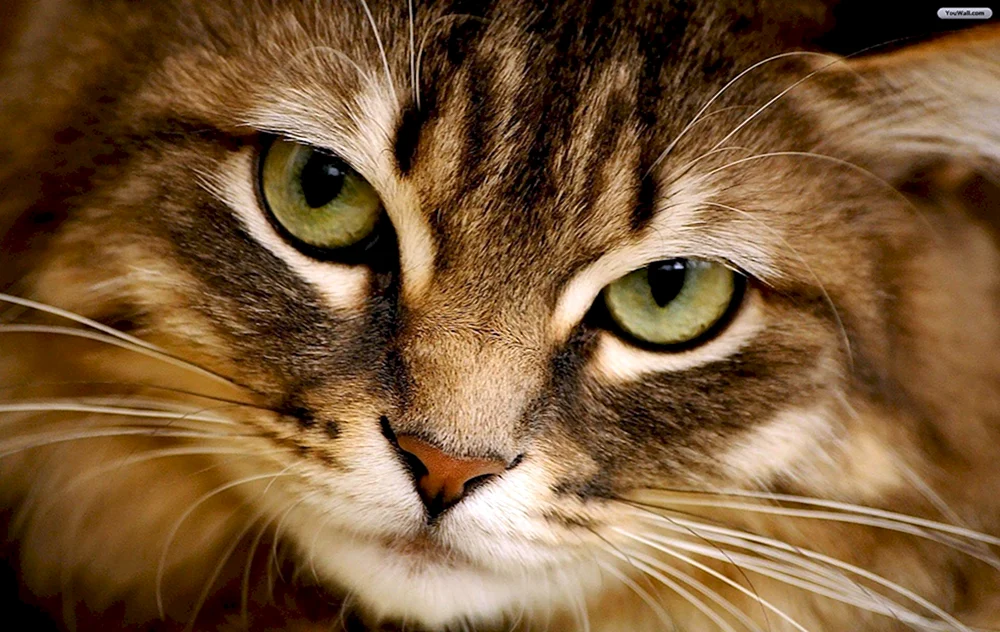 Katzenaugen
