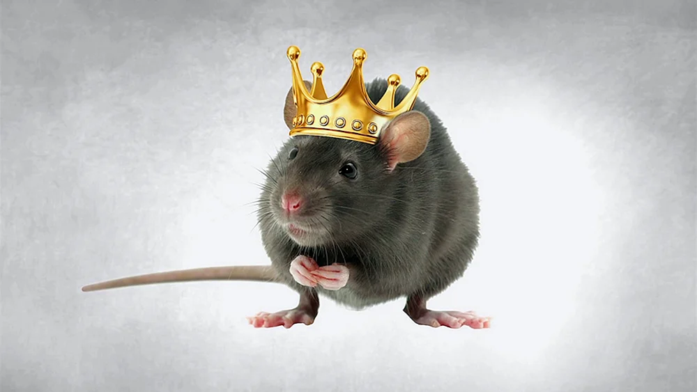 Ratten