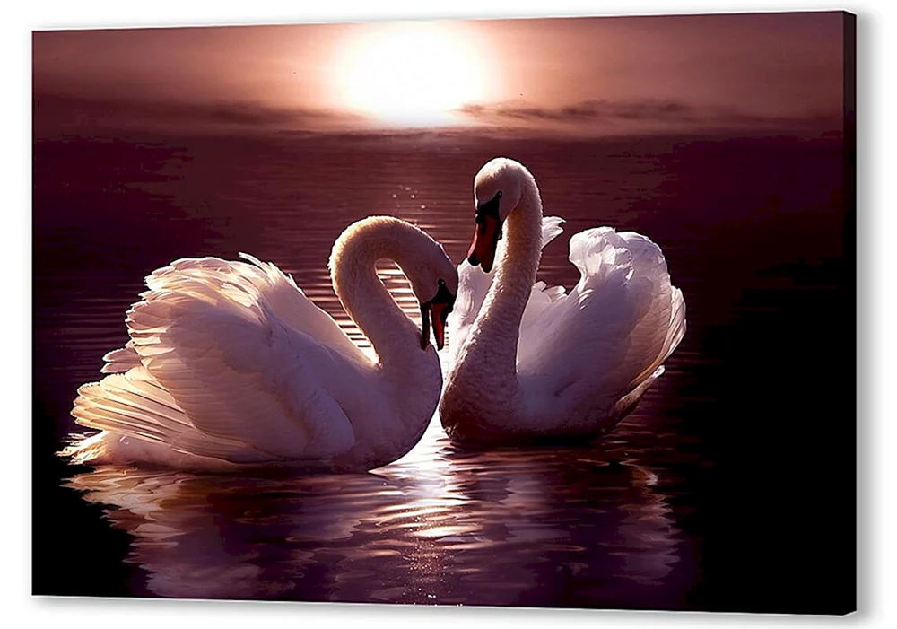 Schwan Schwanensee