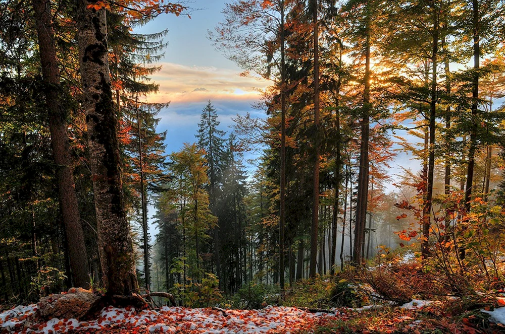 Schöner Wald