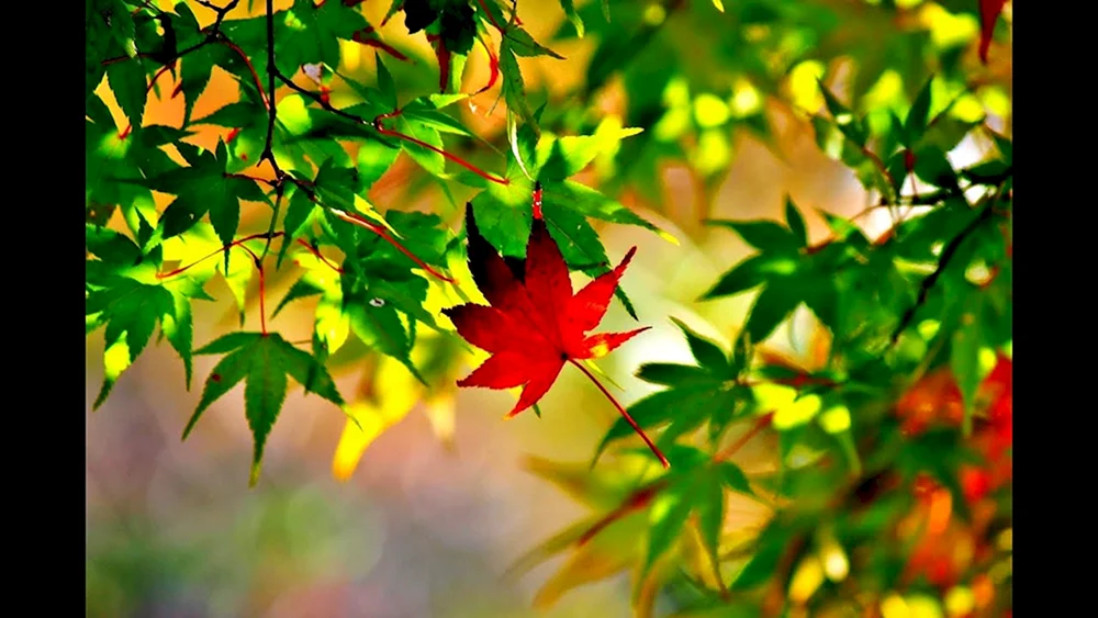 Herbst