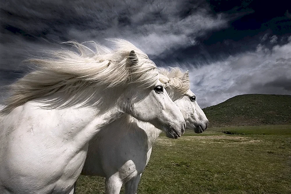 Andalusier Pferd Albino