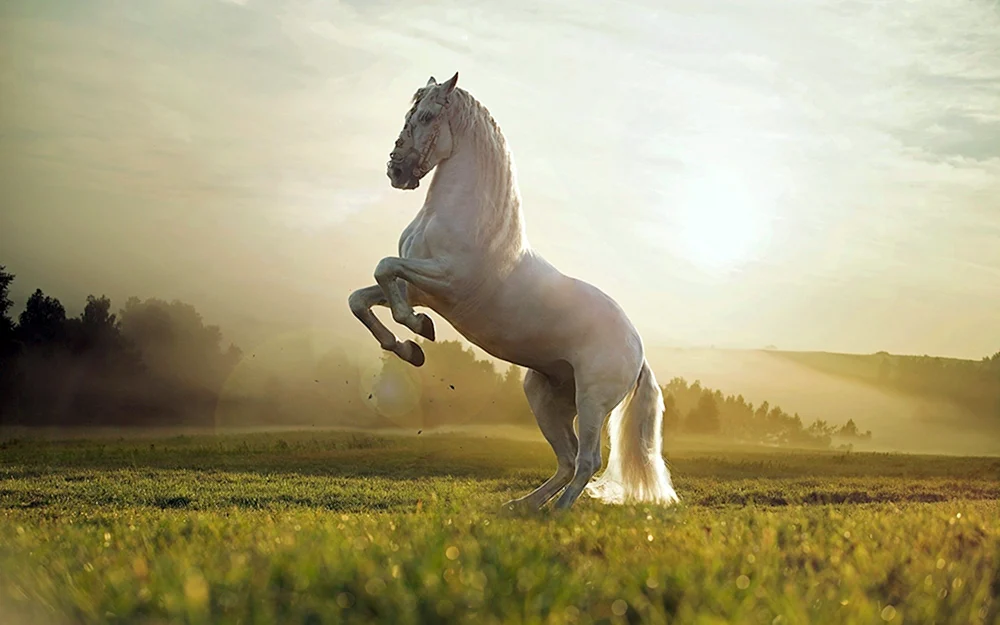 Friesenpferd