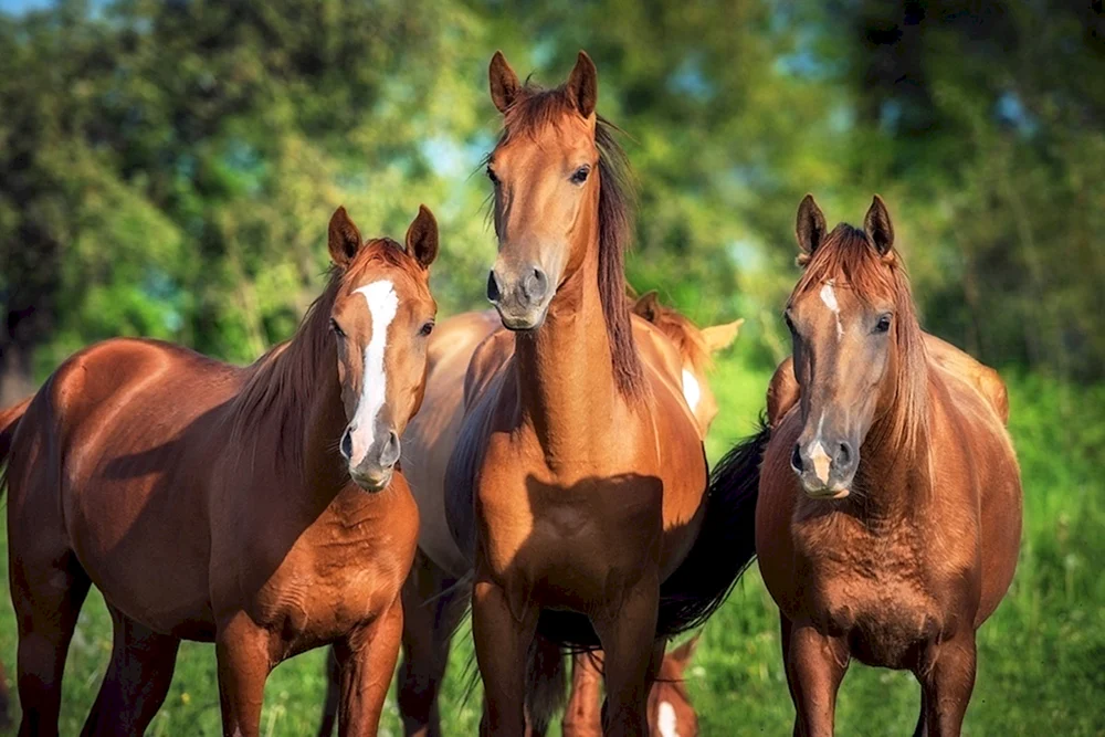 Peguy Mustang Pferd