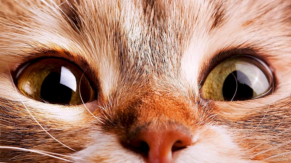 Brasilianische Kurzhaarkatze rot