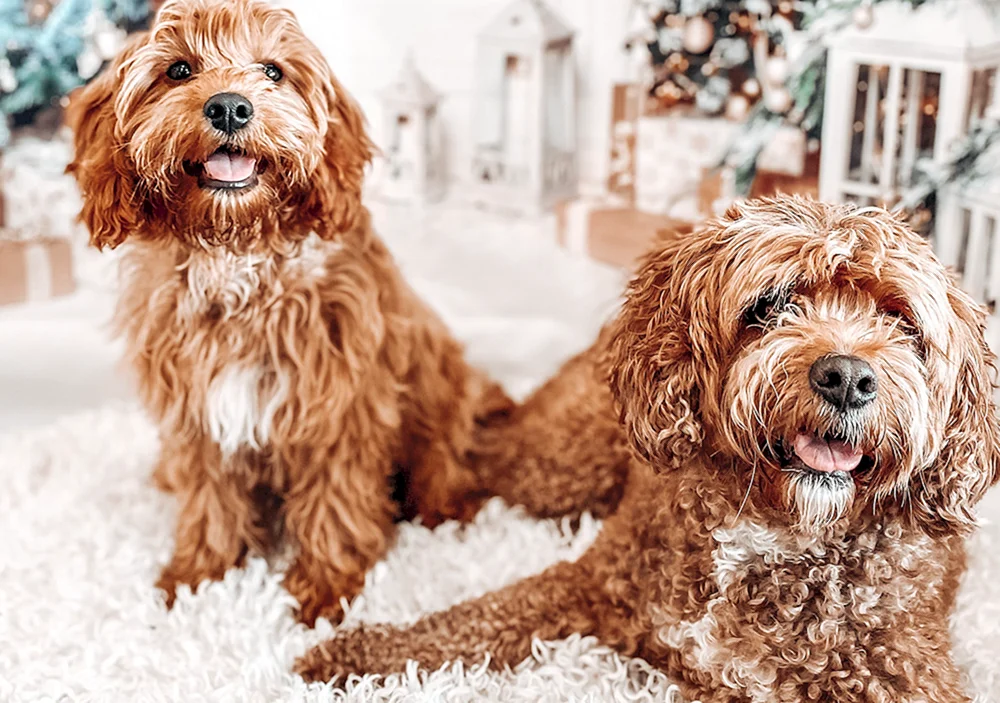 Kawapu und Maltipoo