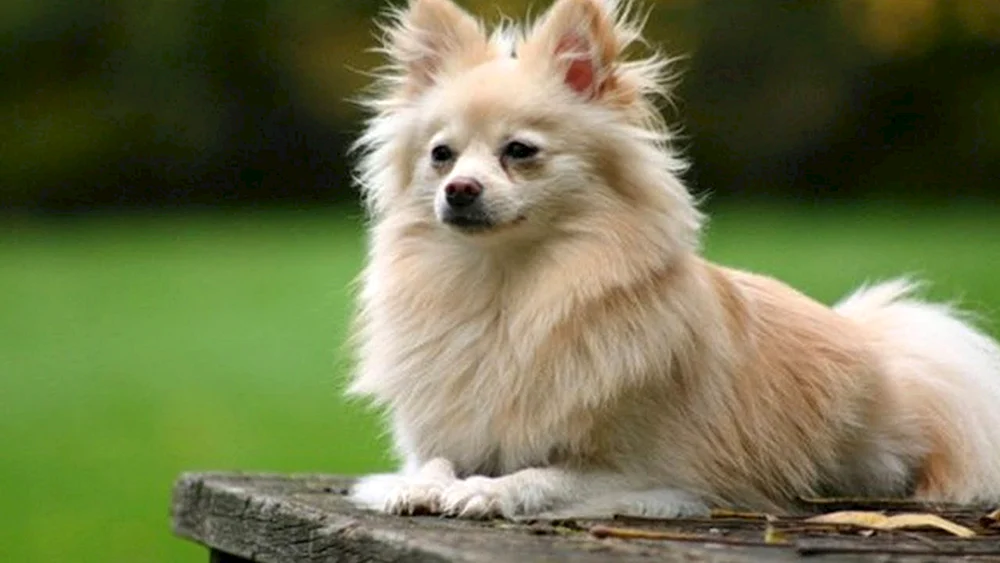 Pomeranian Spitz Foxhound