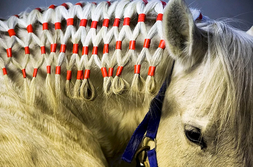 Schöne Frisuren für Pferde