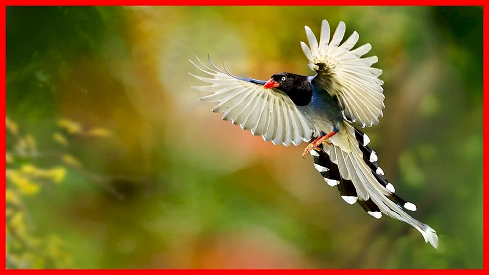 Vogel im Flug