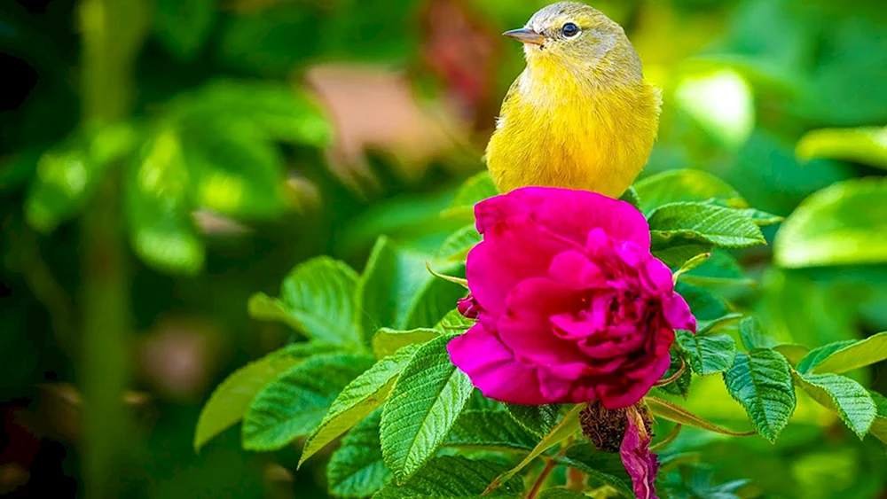 Naturblumen