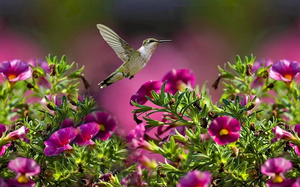 Blumen und Vögel