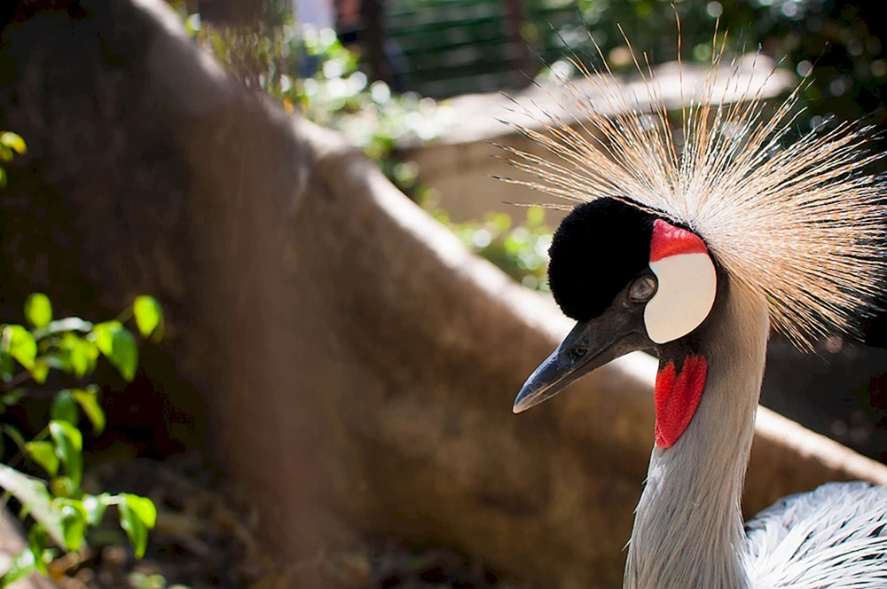 Schöne Vögel im Zoo