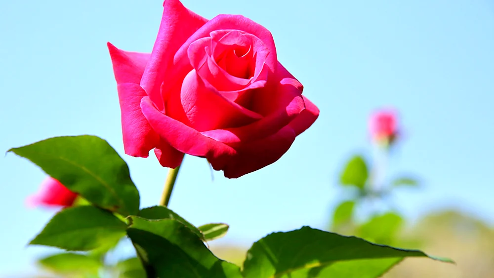 Rosa Denise
