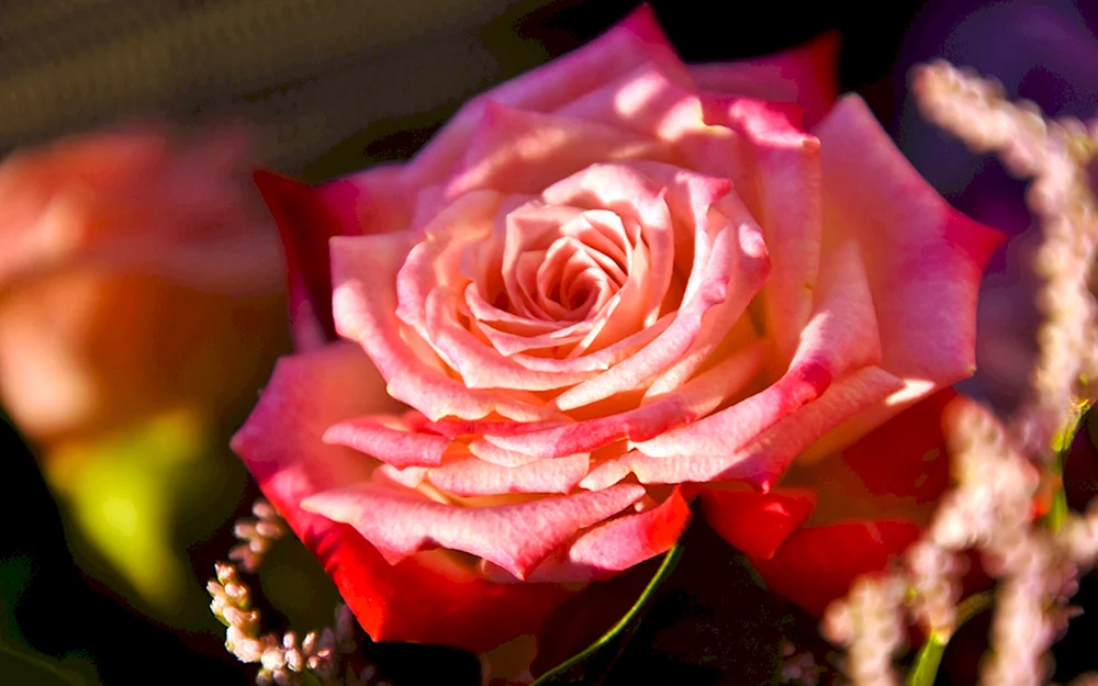 Schöne Rosen