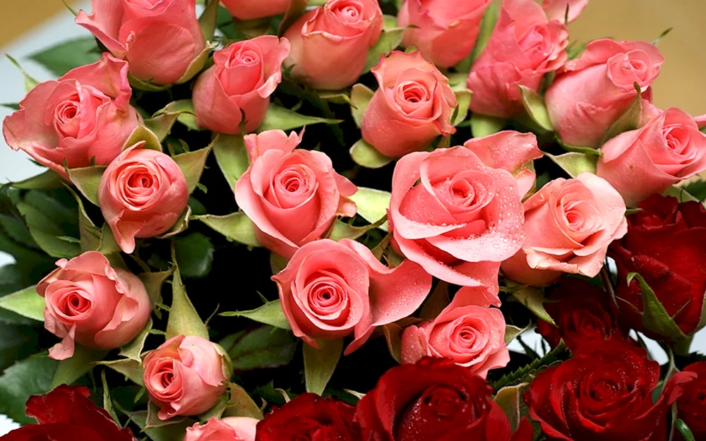 Schöne Rosen