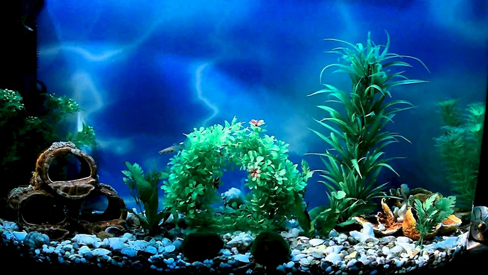 Schöne Fische im Aquarium