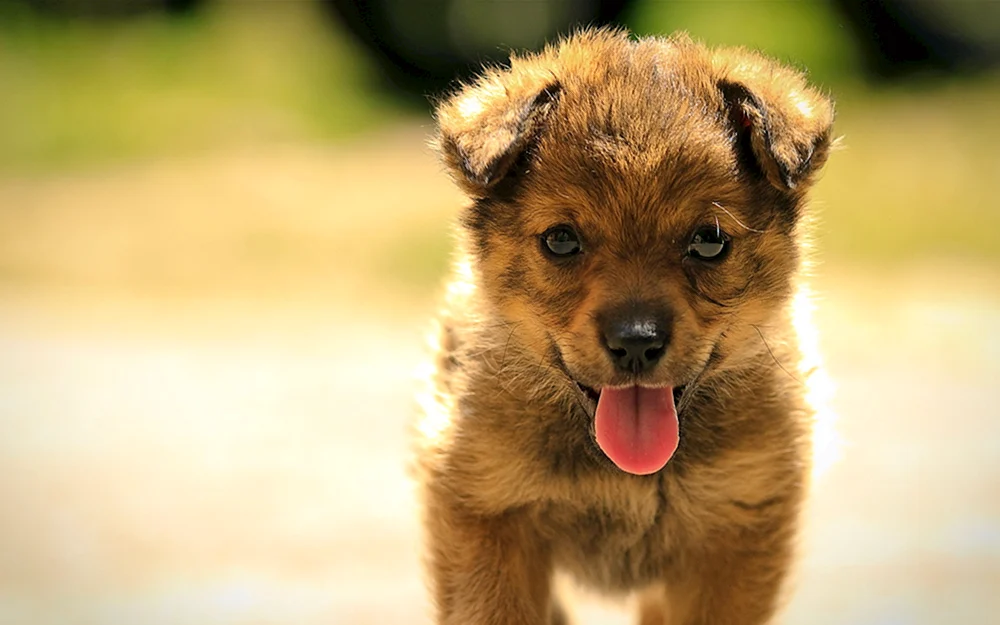Pomeranian Spitz Boo
