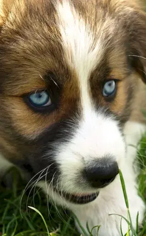 Schöne Hunde
