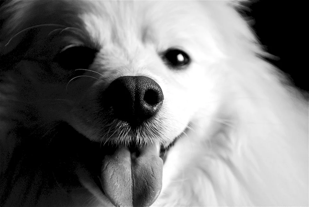 Schöne Hunde