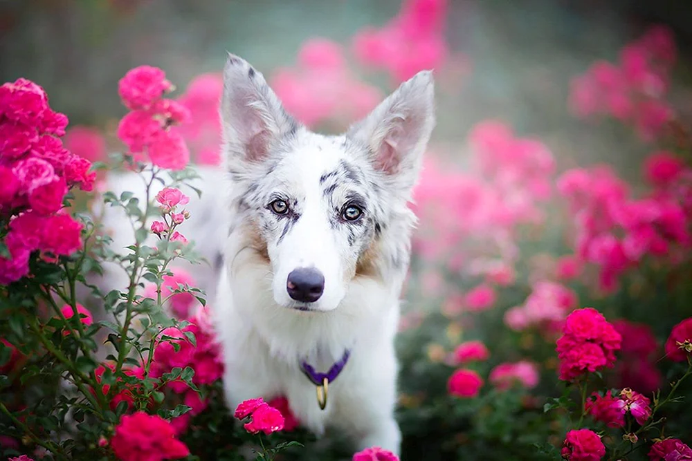 Schöne Hunde