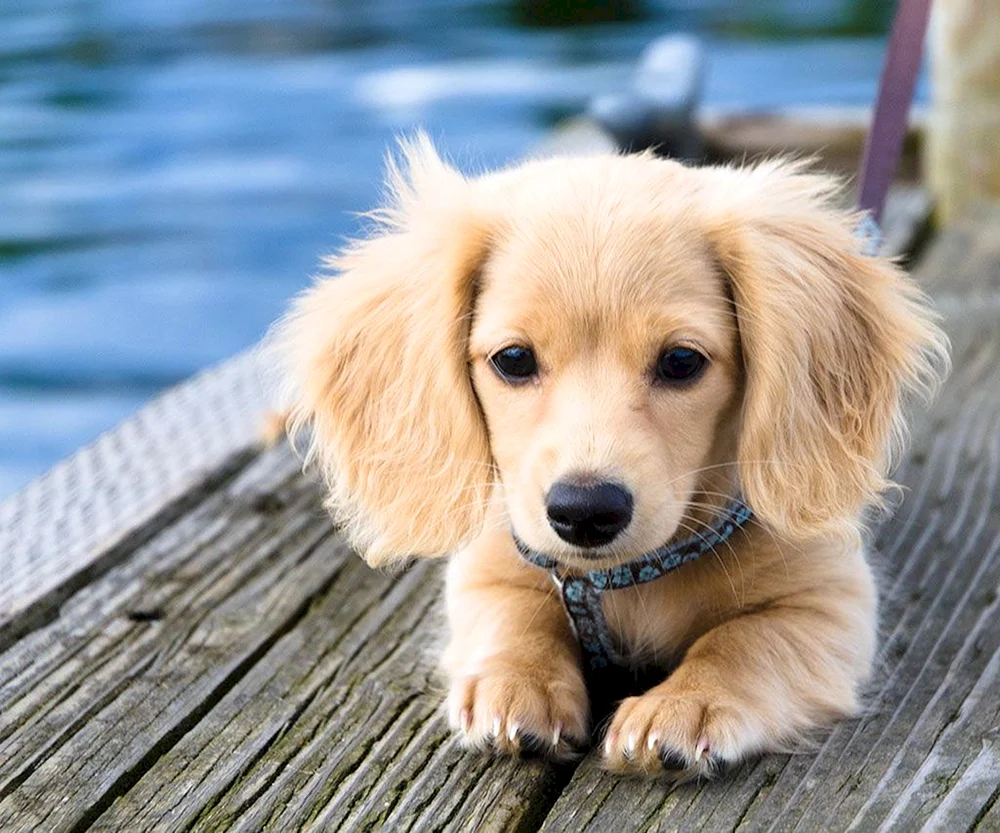 Schöne Hunde